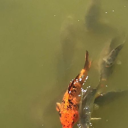 Domki Nad Stawem. Polańczyk Kültér fotó